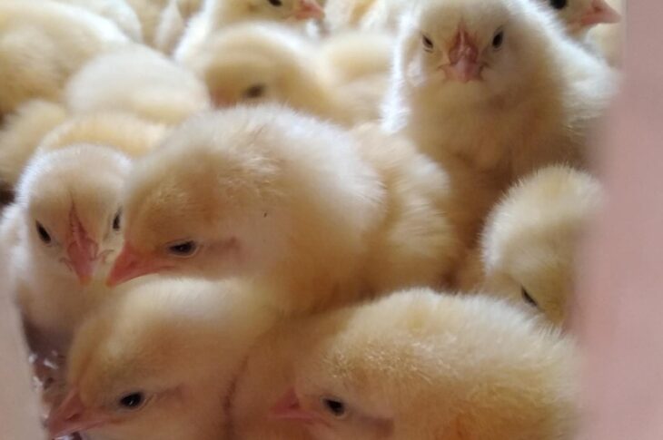 Осужденный стал предпринимателем в СКО