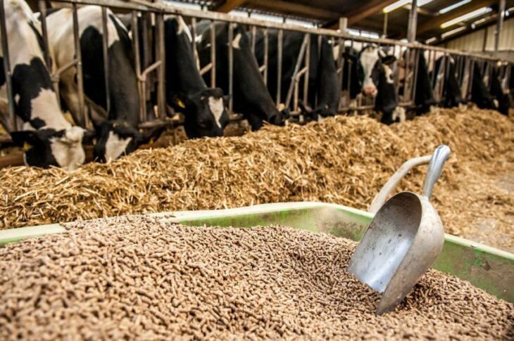 В СКО площадь кормовых культур увеличена до 400 тыс. га