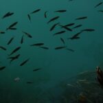 В СКО зарыбляют водоёмы: выпущено более 93 тыс. личинок рыб