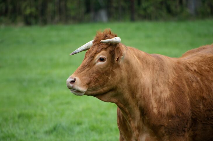 В СКО мужчину госпитализировали после удара быка