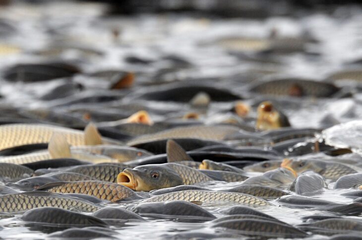 О преступных схемах в рыбном хозяйстве СКО сообщили в Генпрокуратуре