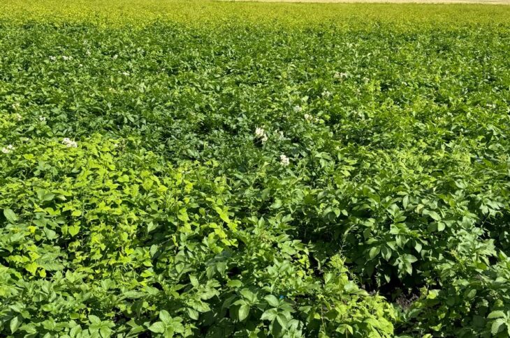 В СКО увеличивается площадь орошаемых земель