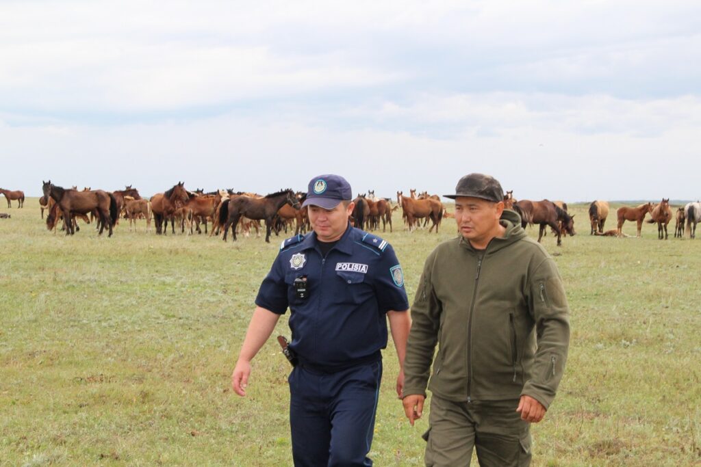 Электропастух следит за выпасом скота в СКО