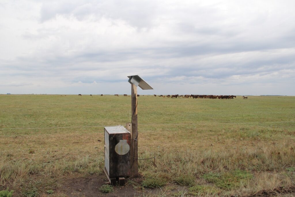 Электропастух следит за выпасом скота в СКО