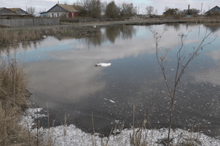 Массовый падеж домашней птицы зафиксирован в СКО