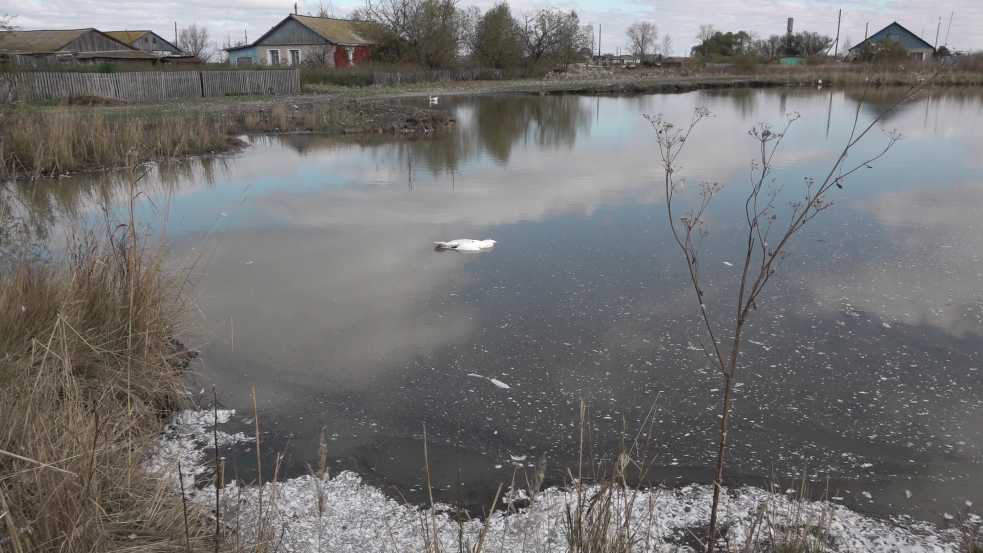 Массовый падеж домашней птицы зафиксирован в СКО