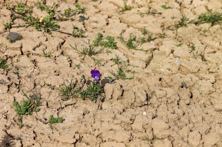 Около 740 тыс. га сельхозземель вернули в госсобственность в СКО