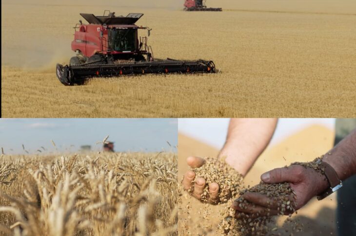 Уборка в СКО: какие результаты урожая ожидают специалисты в регионе