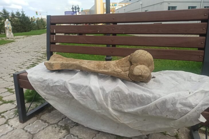 В СКО нашли кость гигантского мамонта