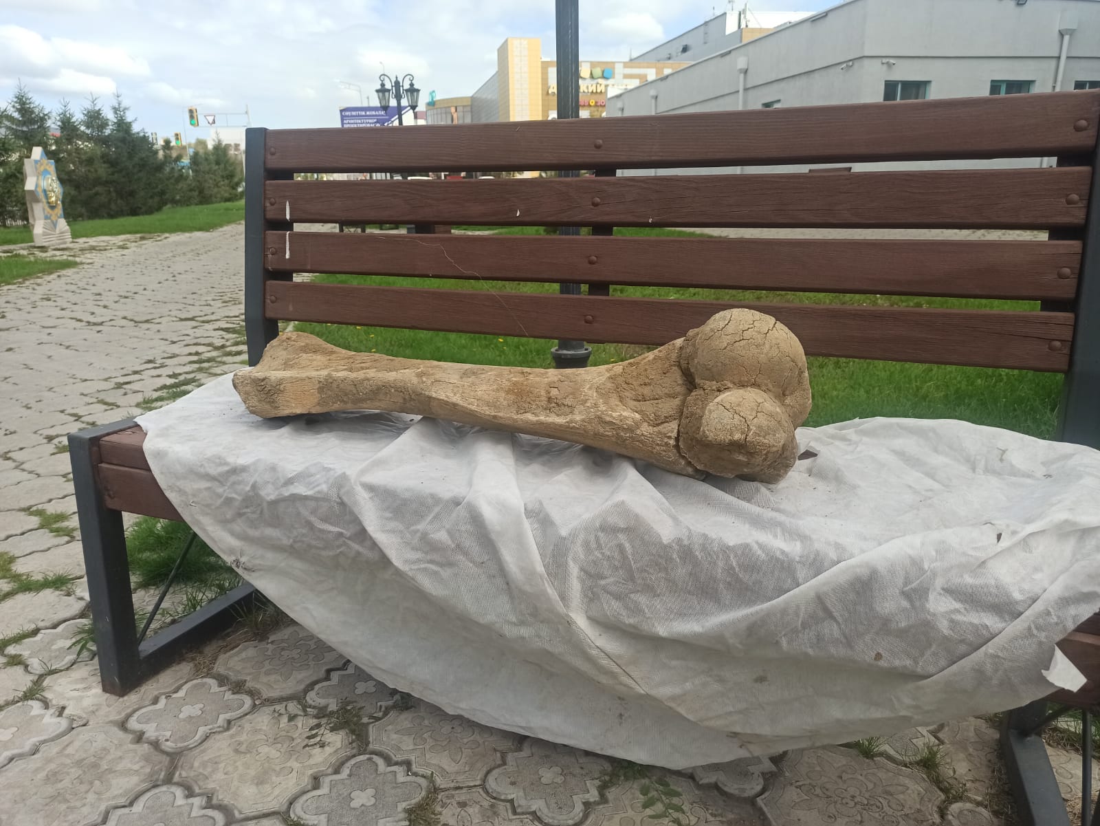 В СКО нашли кость гигантского мамонта