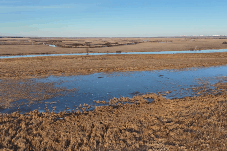 Паводки превратили пастбища под Петропавловском в болото
