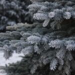 В Петропавловске усилили контроль за пиротехникой и елками