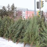 Законность продажи елок проверяют в Петропавловске
