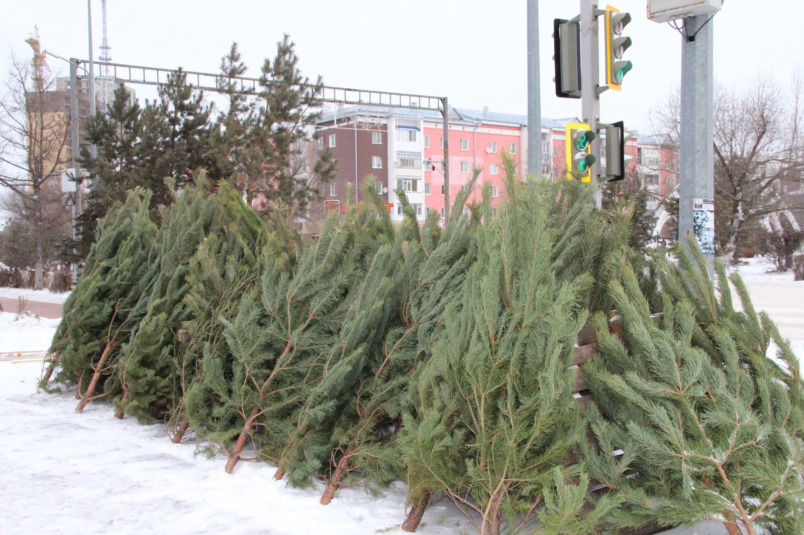 Законность продажи елок проверяют в Петропавловске