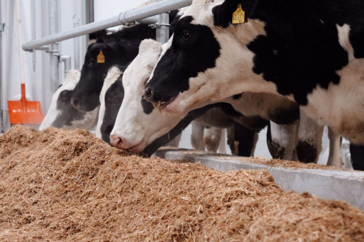 Немецкие голштины прибыли в СКО