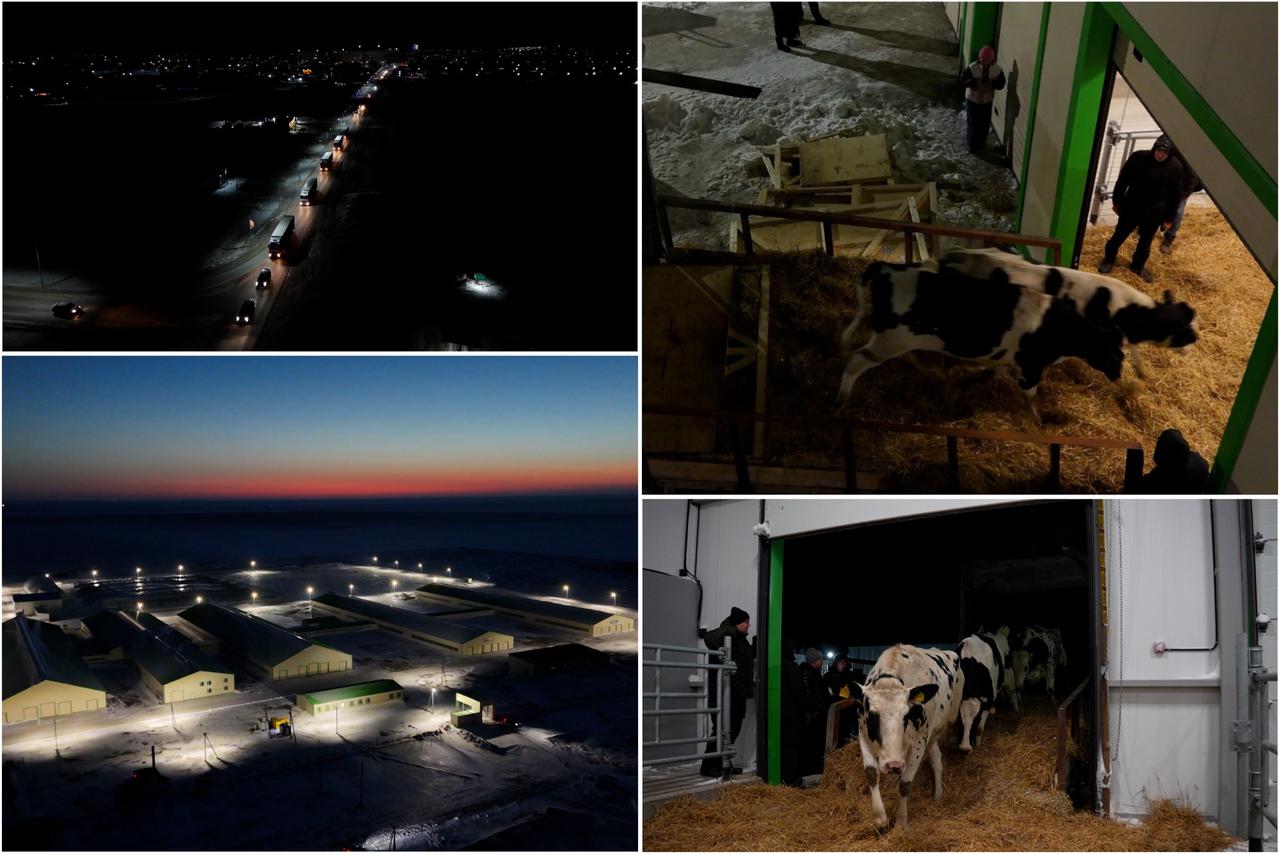 Немецкие голштины прибыли в СКО