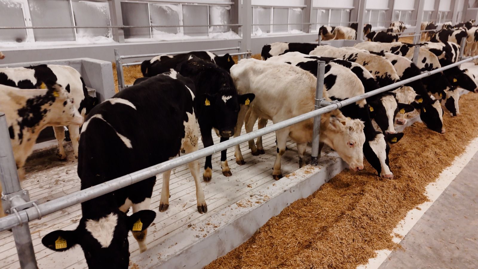 Немецкие голштины прибыли в СКО