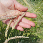 Новые засухоустойчивые сорта разработали для СКО