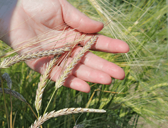 Новые засухоустойчивые сорта разработали для СКО