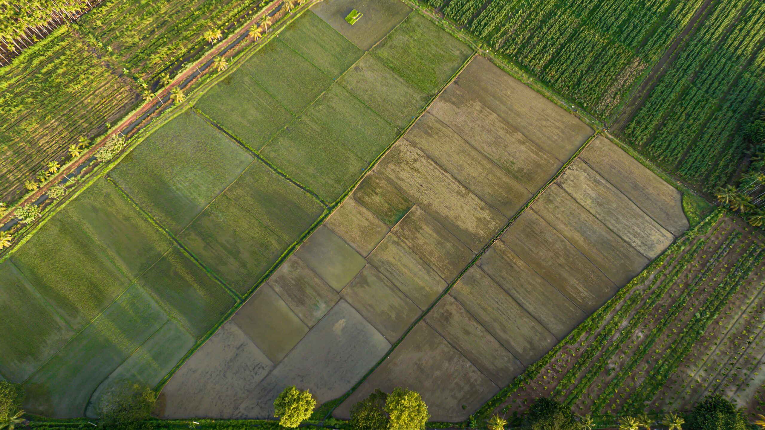 Более 80 неиспользуемых земельных участков выявили в СКО