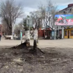 Спил деревьев в центре города прокомментировал аким Петропавловска