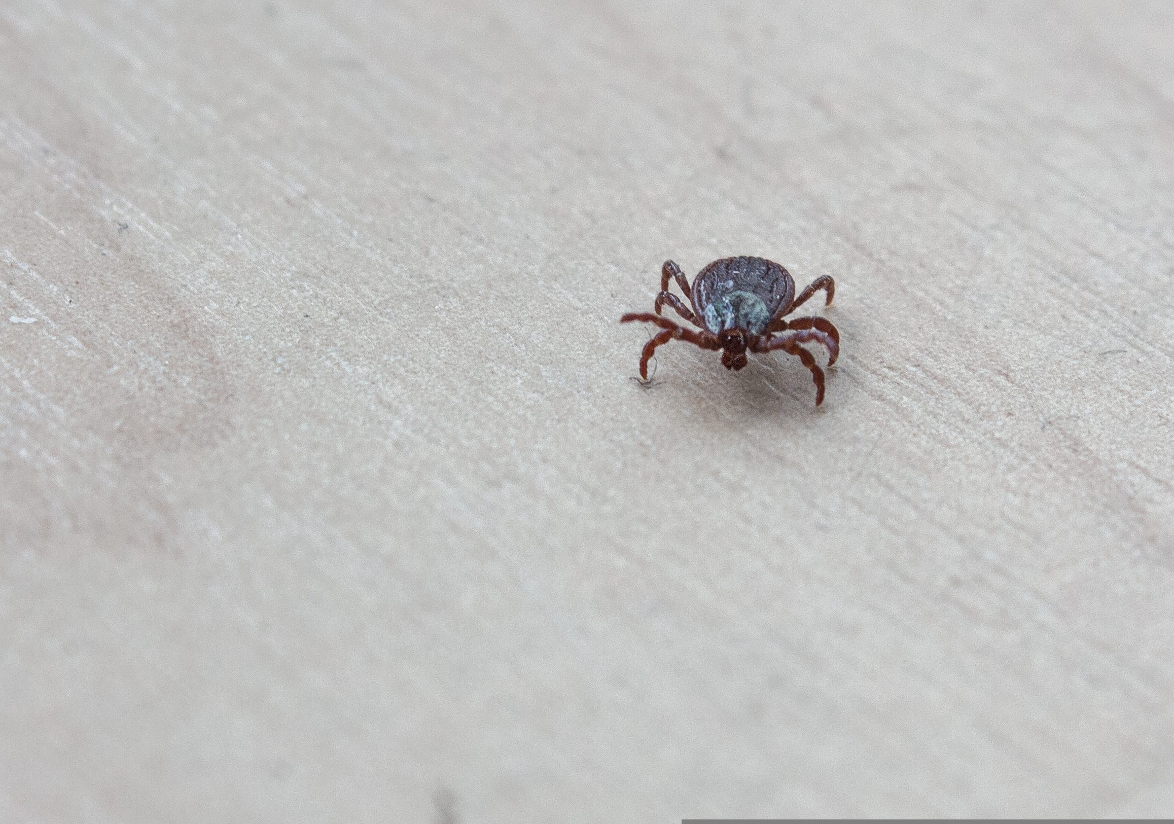 Клещи активизировались в СКО