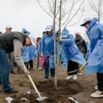 В СКО высадили 70 тыс. деревьев