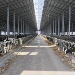 9000 голов элитного КРС завезли в СКО за три года