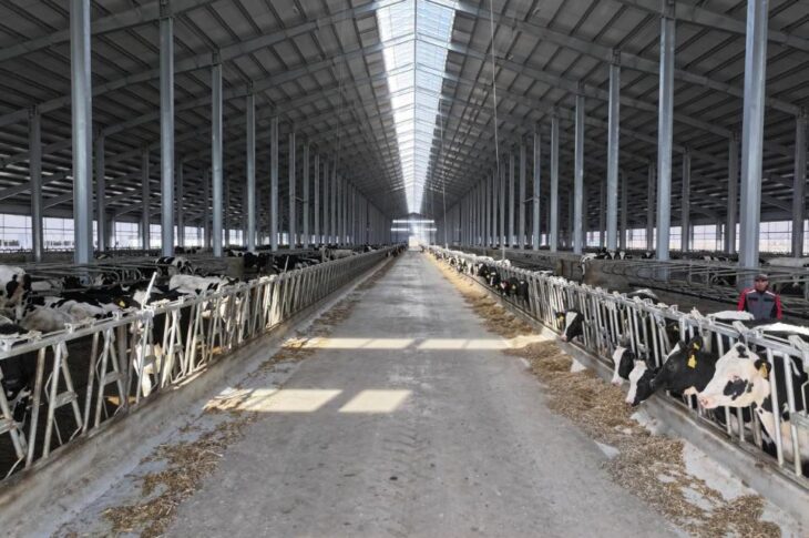 9000 голов элитного КРС завезли в СКО за три года