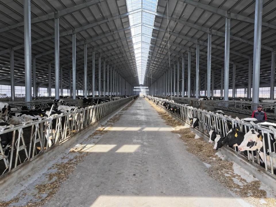 9000 голов элитного КРС завезли в СКО за три года