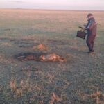 Бдительность покупателя помогла раскрыть скотокрадство в СКО