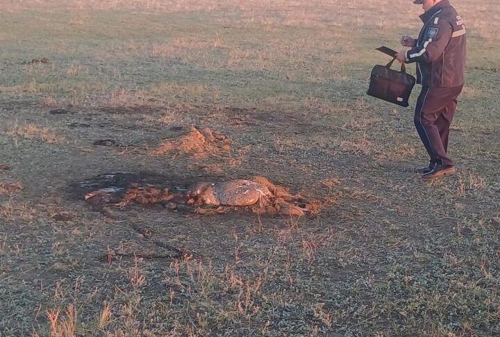 Бдительность покупателя помогла раскрыть скотокрадство в СКО