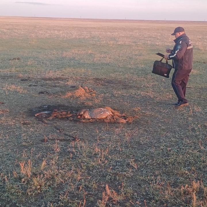 Бдительность покупателя помогла раскрыть скотокрадство в СКО