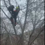 Спасатели сняли с дерева подростка в Петропавловске