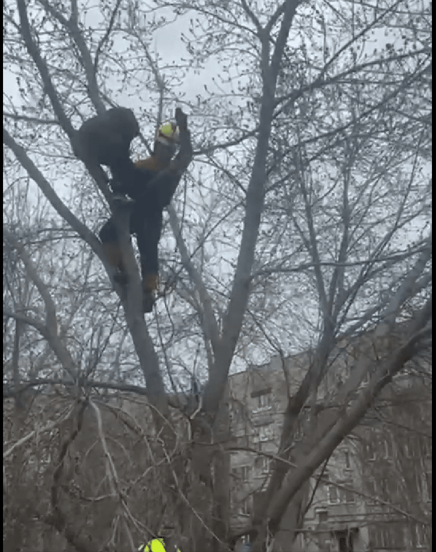 Спасатели сняли с дерева подростка в Петропавловске