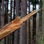 Дерево и столб рухнули в Петропавловске