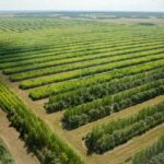 Гослесфонд СКО пополнится 24,5 млн саженцев