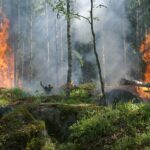 21 лесной пожар произошел в СКО