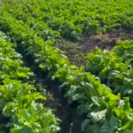 Сортоиспытания сельхозкультур проводят специалисты в СКО