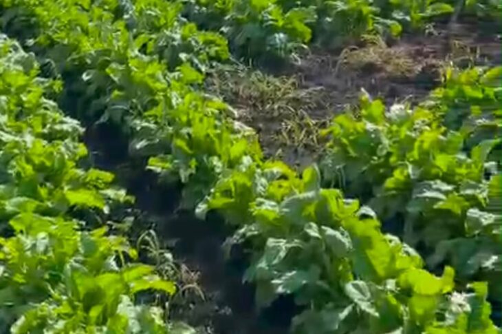 Сортоиспытания сельхозкультур проводят специалисты в СКО