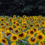 СКО - в числе лидеров по площади подсолнечника