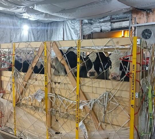 В СКО прибыла первая партия скота по программе «Береке»