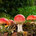 Мухоморами отравилась жительница Петропавловска
