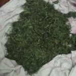Высушенную марихуану изъяли у жителя СКО