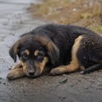В Петропавловске спасатели вытащили щенков из 6-метровой трубы