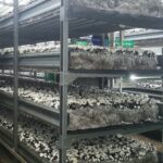 Грибная ферма в Петропавловске увеличит мощности в два раза